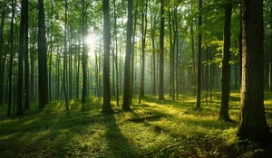 Verra Issues First CCP-Aligned Credits Under Updated Forest Methodology