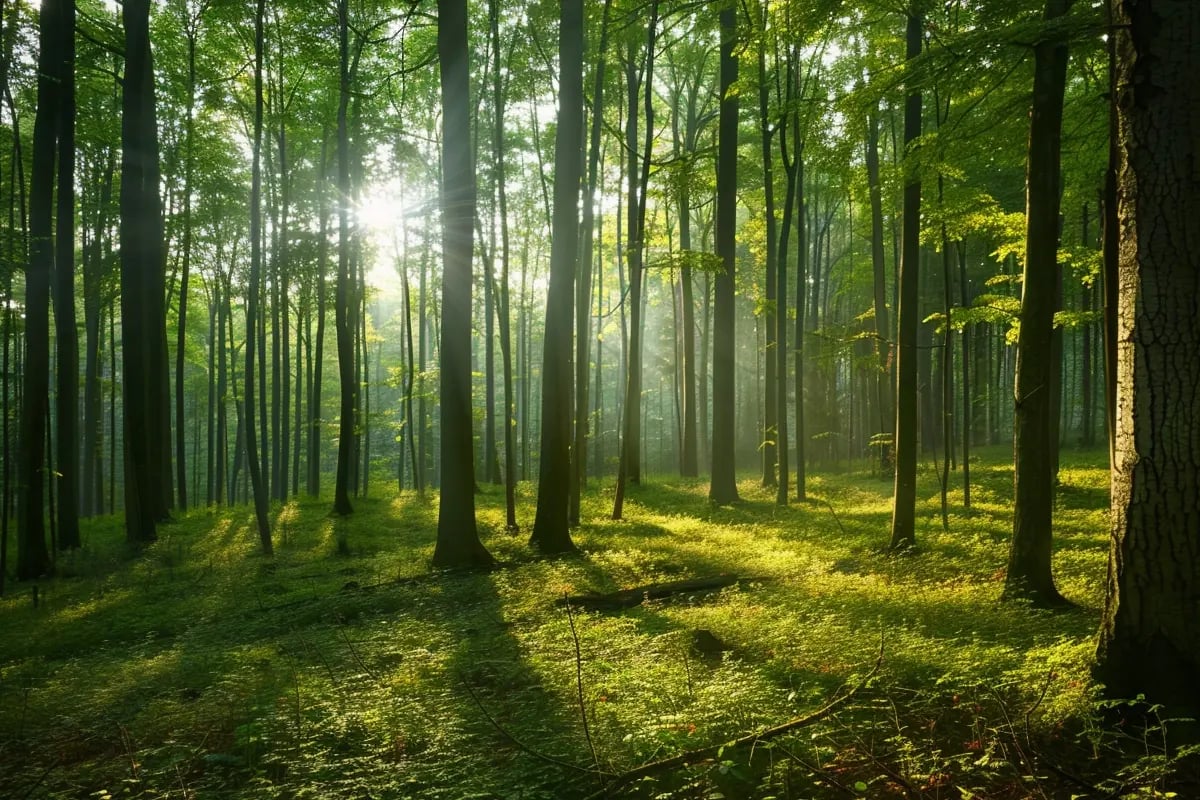 Verra Issues First CCP-Aligned Credits Under Updated Forest Methodology_visual 1