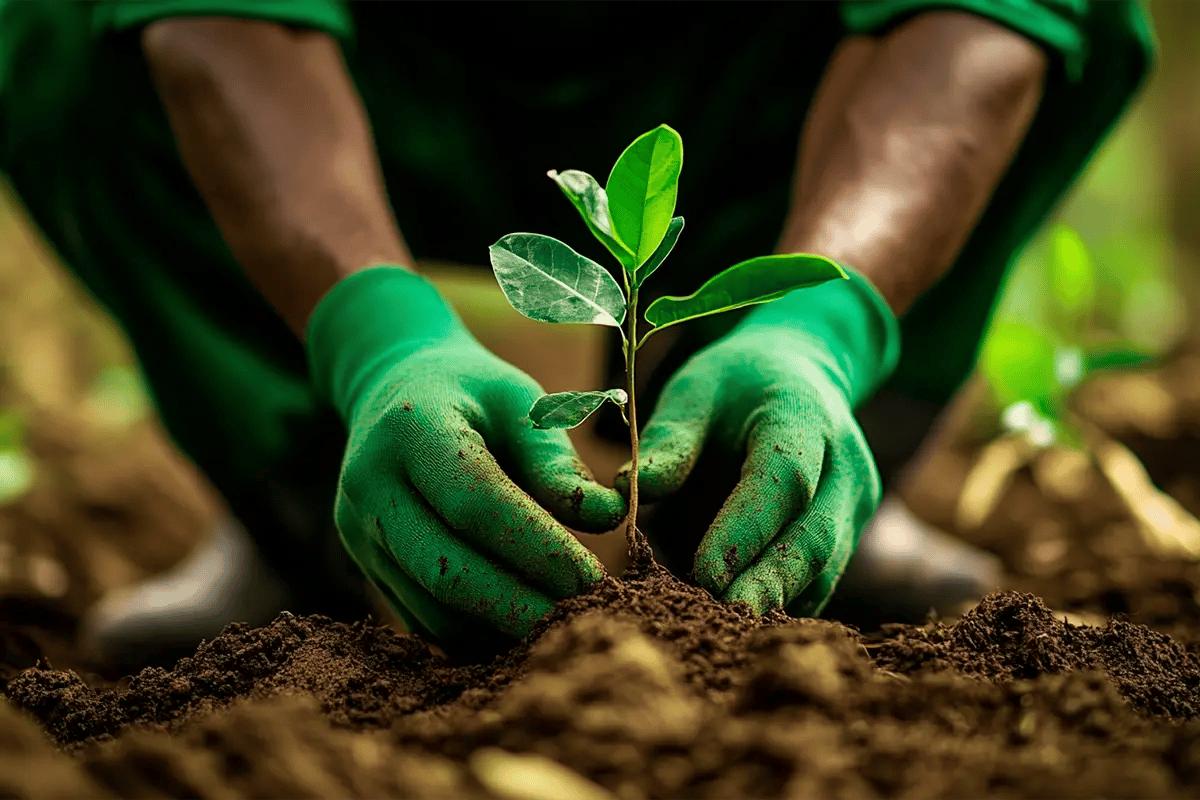 What are carbon units and why do they matter_A close-up of an African man planting a tree seedling in a forest, contributing to a reforestation project_visual 3