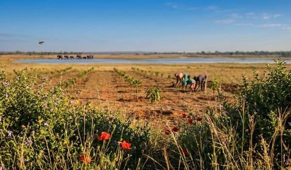 When Integrity Matters Most: The Voluntary Carbon Market in Review